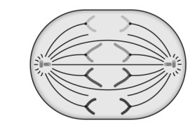The diagram below shows a cell during cell division – Science Success